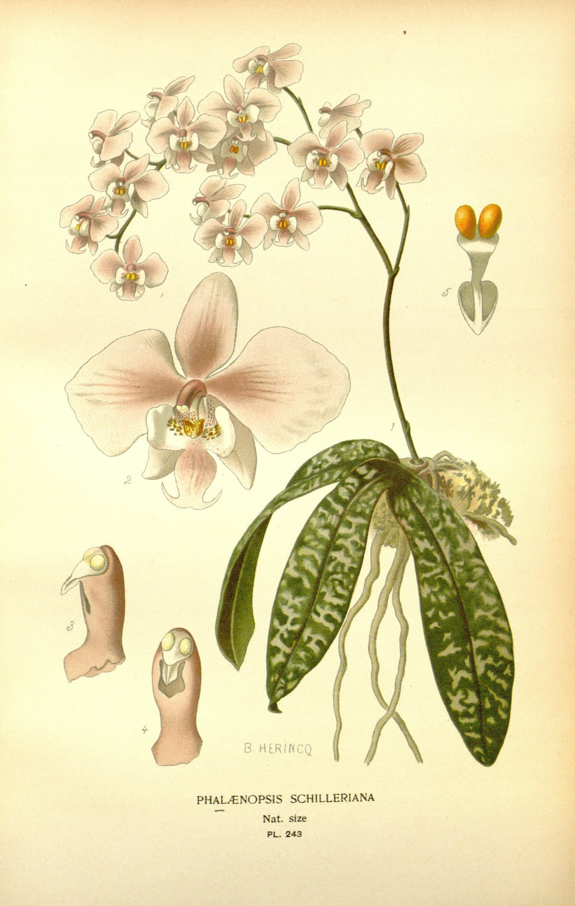 Orchid Prints, Botanical Illustrations, Vintage Botanical Prints