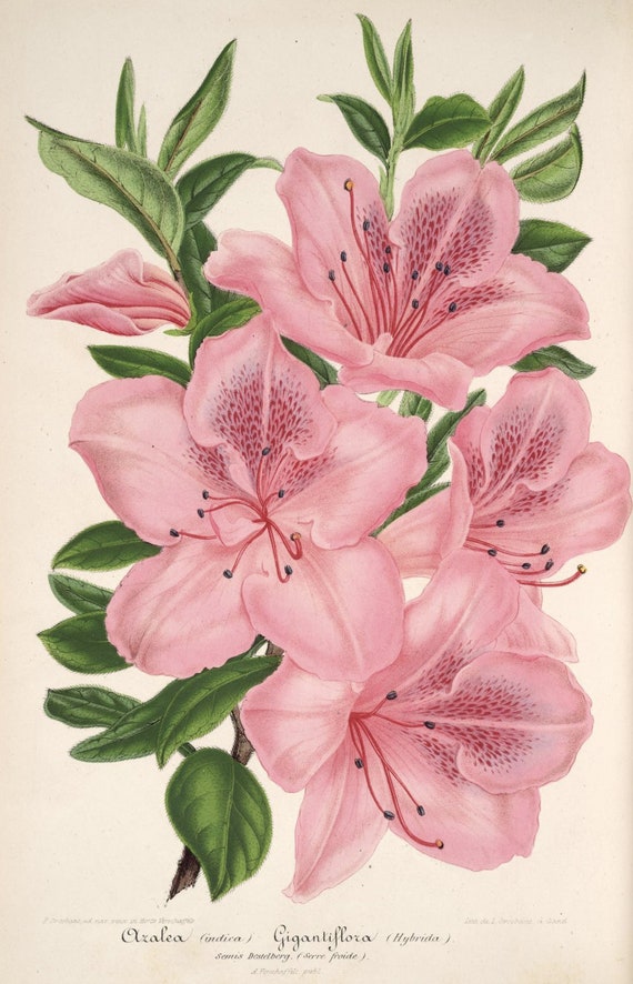 野生の花の植物イラスト、植物プリント、印刷可能なダウンロード