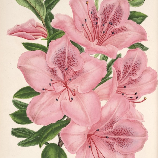 Wildflower Botanical illustration, Botanical Print, Printable Download, Pink Azalea Art Print, Vintage Art Print, INSTANT DOWNLOAD