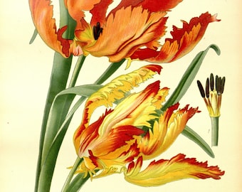 Botanical Illustration, Vintage Botanical Print, Tulip Print, Vintage Tulip Lithograph, Home Decor, INSTANT DOWNLOAD