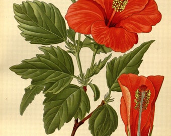 L’Appartement Hibiscus Print All In One il_340x270.1495483975_mom5.jpg