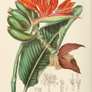 Tropische botanische kunst, kunst van de paradijsvogel, tropische botanische illustraties, Vintage botanische Print, tropische Wall Art, INSTANT DOWNLOAD