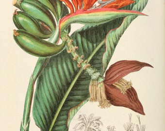 Tropical Botanical Art, Bird of Paradise Art, Tropical Botanical Illustrations, Vintage Botanical Print, Tropical Wall Art, INSTANT DOWNLOAD