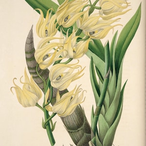 Orchidee Druck, Vintage Orchidee Darstellung, botanische Druck, Botanische Illustration, tropische Pflanze Druck, INSTANT DOWNLOAD