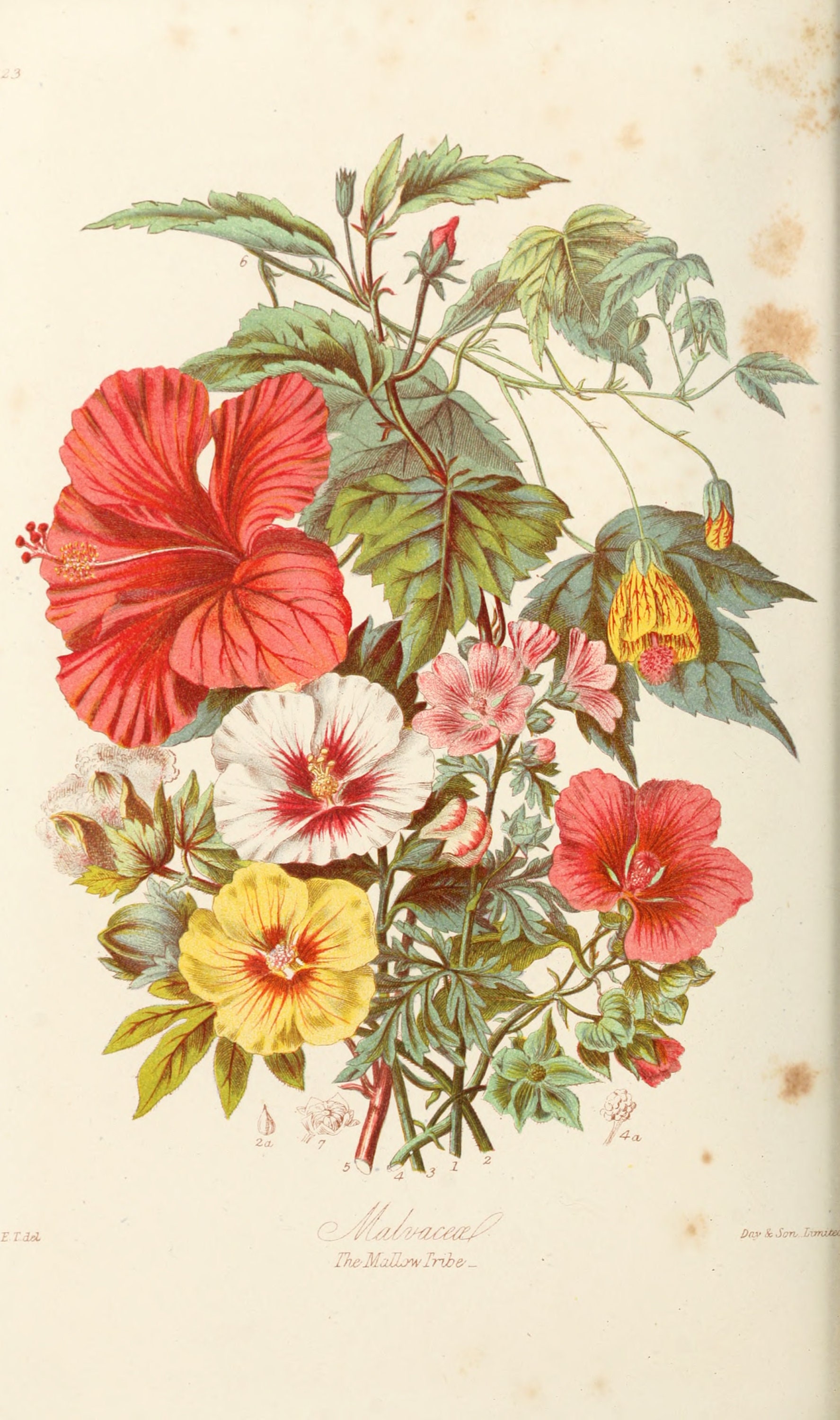 Tropical Plant Art, Botanical Illustration, Vintage Botanical Art