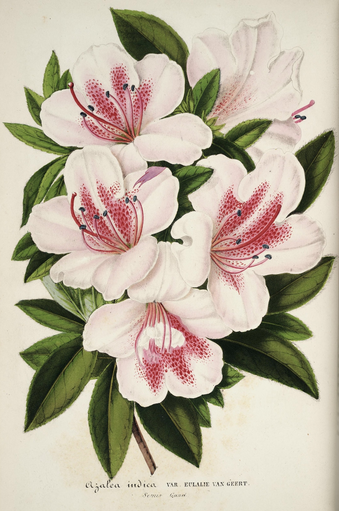 Botanical Print, Vintage Botanical Art, Wildflower Print, Azalea