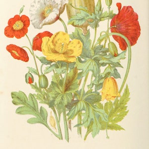 Wildflower Botanical Illustrations, Poppy Print, Vintage Poppy Illustration, Alpine Botanical Print, INSTANT DOWNLOAD