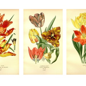 Botanical Prints, Set of 3 Vintage Tulip Prints, Wildflower Wall Art, INSTANT DOWNLOAD