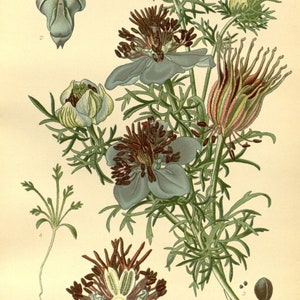 Impresión de flores silvestres, arte vintage, ilustraciones botánicas, impresión botánica, amor en una niebla, arte floral, descarga instantánea
