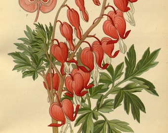 Botanical Print, Vintage Botanical Art, Red Wildflower Art Print, Vintage Home Decor, INSTANT DOWNLOAD