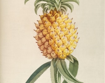 Pineapple Print, Botanical Print, Vintage Art Prints, Tropical Decor, Pineapple Wall Art, INSTANT DOWNLOAD