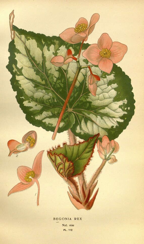 Tropical Flower Botanical Print Vintage Image 0