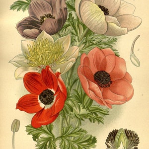 Botanische Druck, Jahrgang Botanische Illustration Pflanze Druck, botanische Wandkunst, sofort-DOWNLOAD
