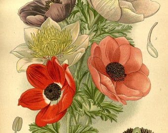 Botanical Print, Vintage Botanical Illustration, Plant Print, Botanical Wall Art, INSTANT DOWNLOAD