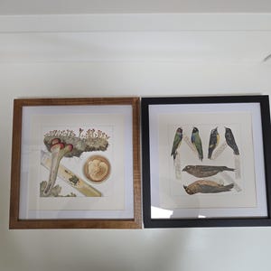 May include: Two framed prints, one with a botanical illustration of a mushroom and the other with a bird illustration. The mushroom print has a brown frame and the bird print has a black frame.