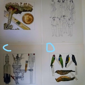 May include: Four black and white illustrations on white paper. The first image shows a mushroom with a clear tube containing a liquid. The second image shows a group of men in robes. The third image shows a scientific apparatus with glass tubes and a metal base. The fourth image shows four birds with yellow, green, and black feathers.