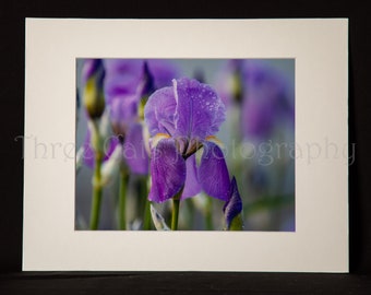 Limited Edition Purple Iris With Morning Dew - Limited to 50 prints