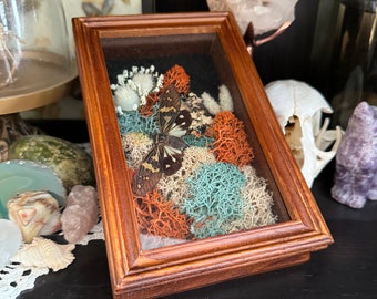 Butterfly Shadow Box