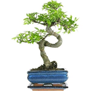 May include: A bonsai tree with a twisted trunk and green leaves in a blue ceramic pot with a brown base.
