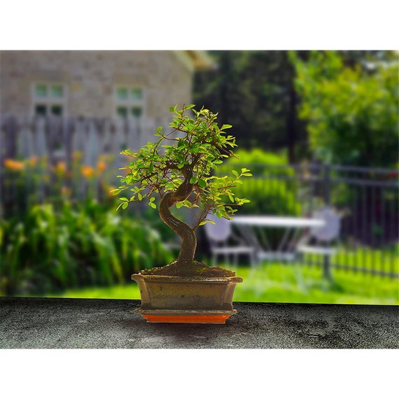 thumbnail image 2 of AWESOME! Beautiful Chinese Pistache Pre-Bonsai, 12 Years, HUGE TRUNK 2 of 12