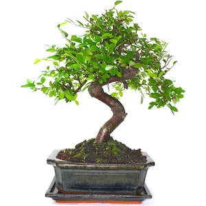 May include: A small bonsai tree with green leaves and a brown trunk, potted in a dark grey ceramic pot with a brown base. The tree is growing in a curved shape.