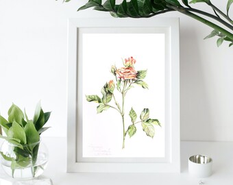 Rose. Digital watercolor botanical illustration PDF. Printable Wall Art, Flower Print, Instant Download, Botanical Print