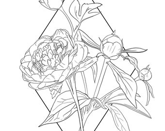 Peony flowers, 4 different Sketch, Tattoo sketch, Graphics, Instant Download.