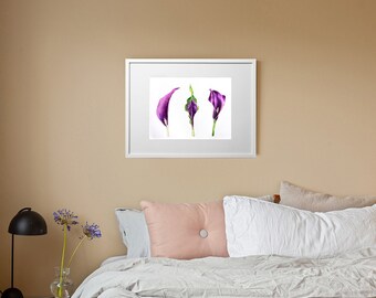 Calla flower. Digital watercolor botanical painting PDF. Printable Wall Art, Flower Print, Instant Download, Botanical Print