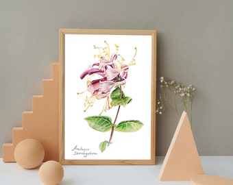 Honeysuckle. Watercolor botanical illustration. Digital print PNG. Printable Wall Art, Flower Print, Instant Download, Botanical Print