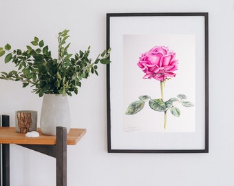 Rose. Digital watercolor botanical illustration PDF. Printable Wall Art, Flower Print, Instant Download, Botanical Print