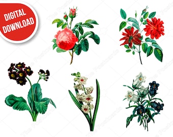 May include: A digital download of six vintage botanical illustrations featuring various flowers. The flowers include a pink rose, a red rose, a white flower with red centers, a black and yellow flower, a white bell-shaped flower, and a blue bell-shaped flower.