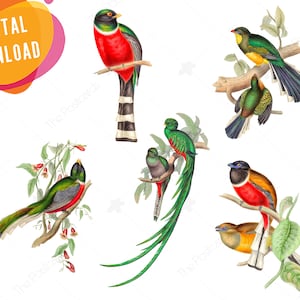 Vögel Clipart Zoo Set Digital INSTANT DOWNLOAD Vogel Dekorationen Clipart Trogons - verwenden Sie für handmade, scrapbooking, Postkarten, Aufkleber