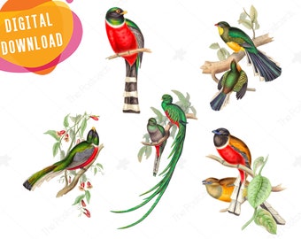 Birds clipart Zoo set Digital INSTANT DOWNLOAD Bird decorations clipart Trogons - use for handmade, scrapbooking, postcards, stickers