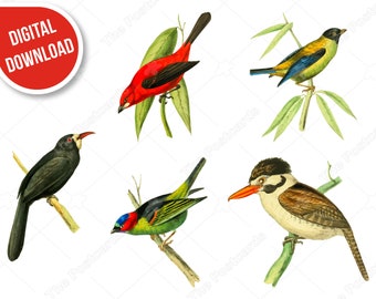 Bird clipart set Transparent background INSTANT DOWNLOAD Image colorful, Blue, Black and Red bird Digital image birds Digital print