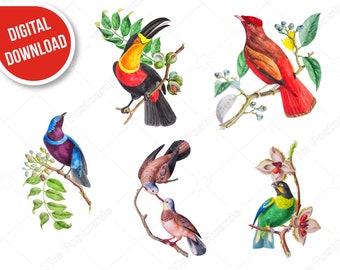 Brasilian bird clip art DIGITAL DOWNLOAD Spring colorful birds Image for scrapbooking supplies, collages, invitations, card making