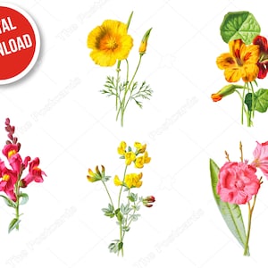 Puede incluir: Cinco tipos diferentes de flores, incluyendo una amapola amarilla, una flor rosa con hojas verdes, una flor amarilla con hojas verdes, una flor amarilla y roja con hojas verdes y una flor rosa con hojas verdes.