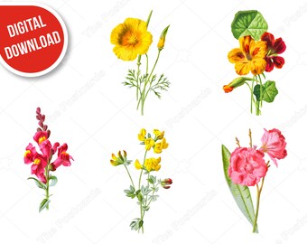 Floral clip art Colorful flower clipart set Floral elements INSTANT DOWNLOAD Wedding clipart Snapdragon Birdsfoot trefoil Indian cress
