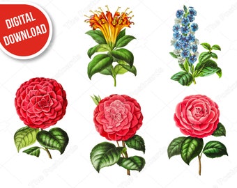Flower clip art Instant download Wedding flowers clipart Floral design Flowers cut files Scrapbooking flower decor Craft Cards Invitations