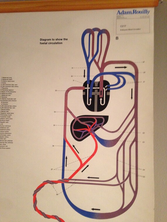 Vintage Medical Charts