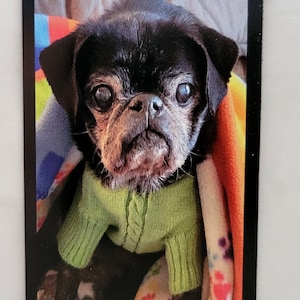 May include: A black pug wearing a green sweater and sitting in a colorful blanket. The dog is looking directly at the camera. The image is framed with a black border and the text "Pippy Pipsqueak" is at the top.