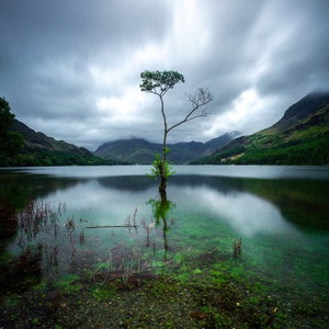 The Lone Tree, Buttermere Lake - Lake District, Cumbria