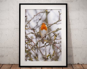 Robin Red Breast II - 2021 Snow Wildlife Print