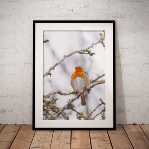 Robin Red Breast - 2021 Snow Wildlife Print