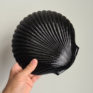 Könnte beinhalten: Eine schwarze Muschel mit glänzender Oberfläche. Die Muschel hat ein fächerförmiges Design mit vielen Rippen.