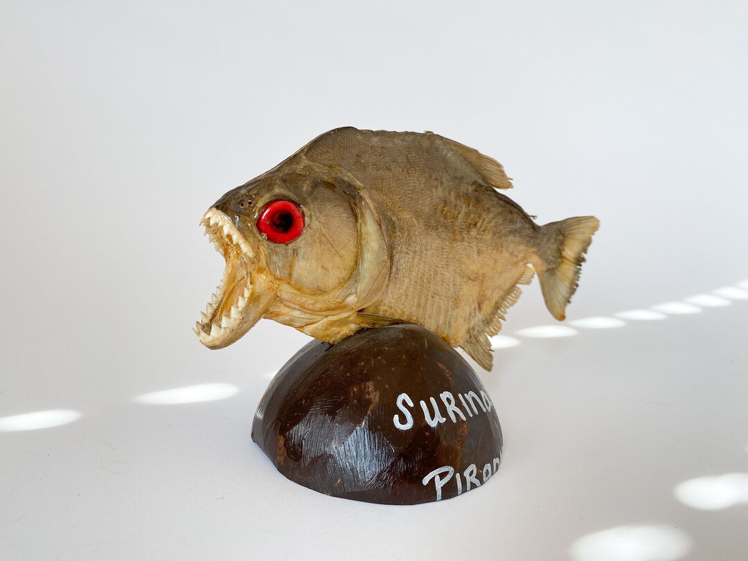 Classic Piranha Taxidermy Fish Mountserrasalmus - Etsy