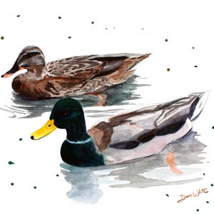 Mallard Ducks Watercolor Painting Art Print Wildlife Artwork