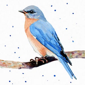 Blue Bird Watercolor Art Print Female Eastern Bluebird Painting Wood Frame