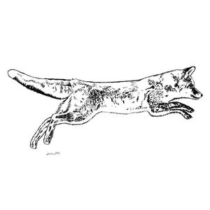 Fox Drawing Black and White Art Print