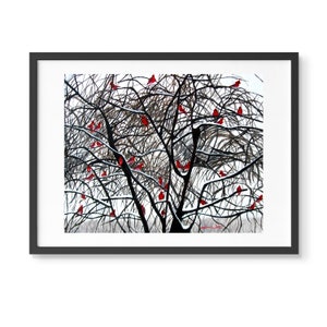 Flock of cardinal birds in a snowy tree art print by Artist Dave White