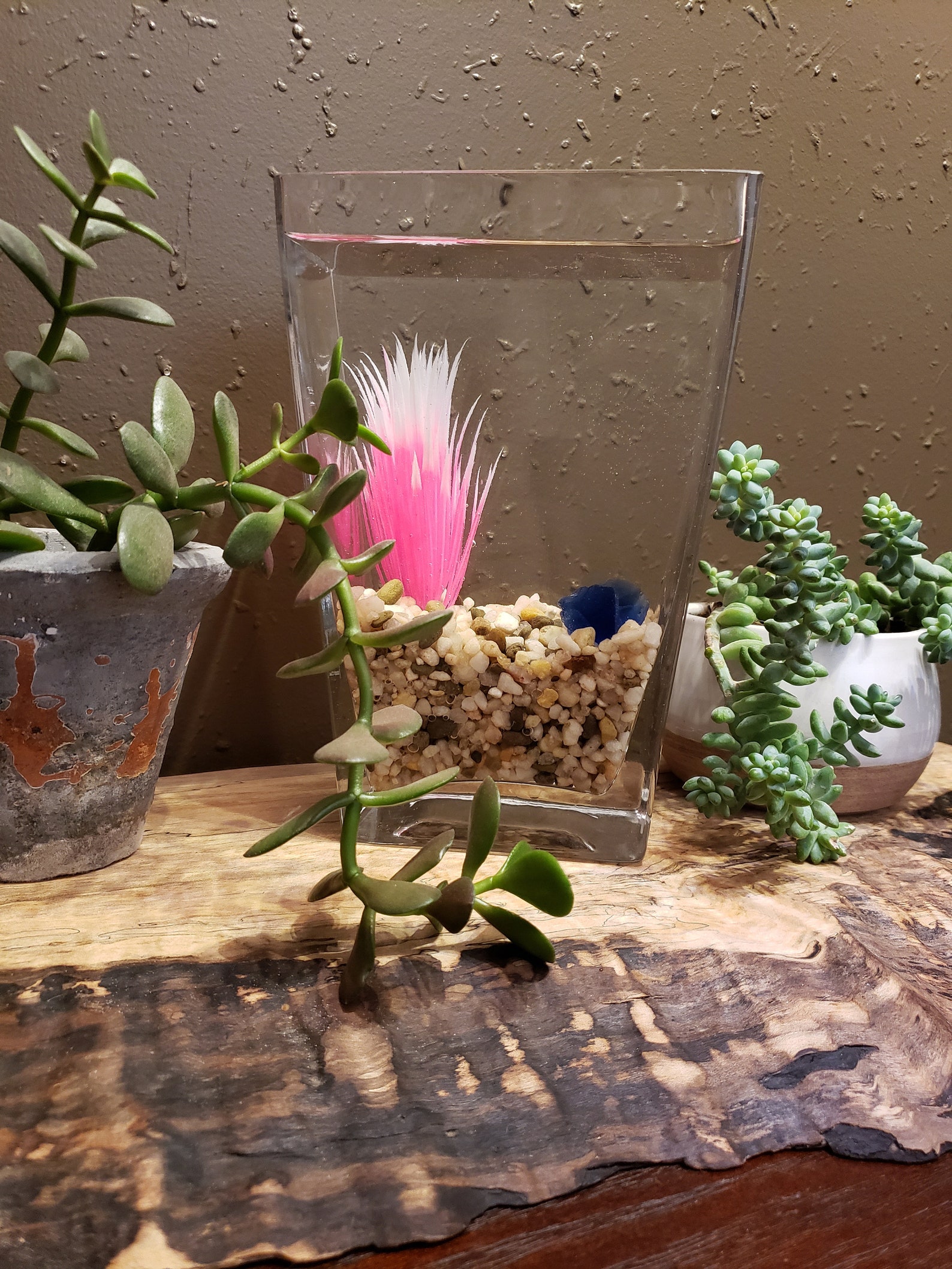 Vintage Vase Terarrium for Betta Fish Aquarium Fish Tank Etsy